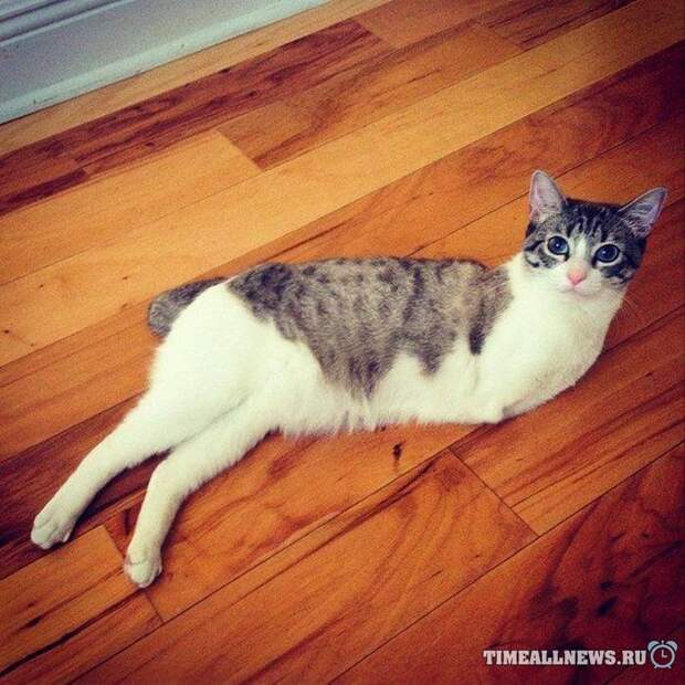 Храбрая кошка-инвалид — новая звезда Instagram