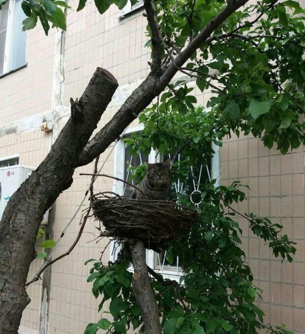 Лучшие хохотушки. Смех на всю неделю