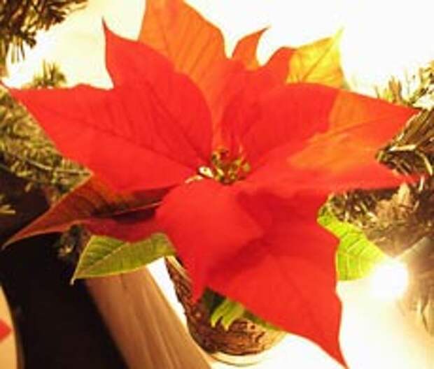 Пуансеттия прекрасная - цветок с ярко-красными листьями
