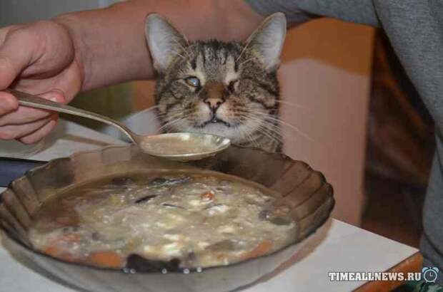 Спасение кота Спасение кота