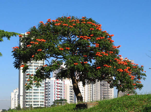 Экзотическая красота: Африканское тюльпанное дерево
