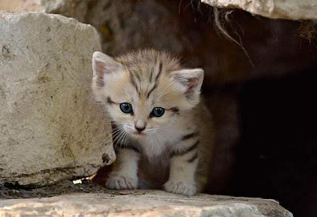 Песчаный кот (13 фото)
