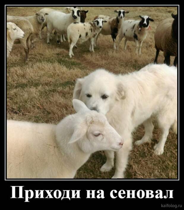 Просто демотиваторы (40 штук) Просто демотиваторы (40 штук)