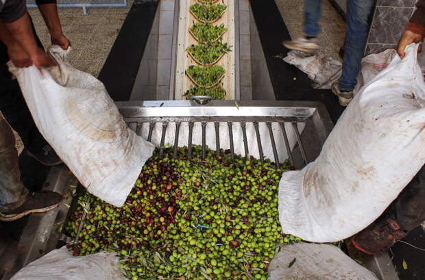 Мировому производству одного вида плодов предрекли спад