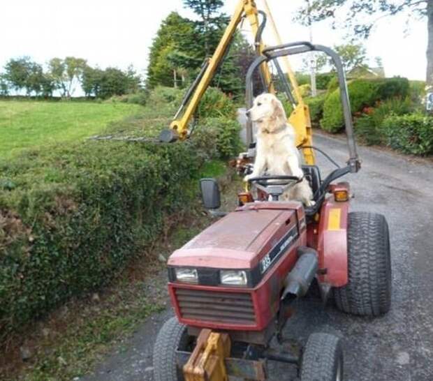 Пес, который стал трактористом Северная Ирландия, животные, ловкий трюк, необыкновенно, пес-тракторист, собаки, удивительно, фермерская жизнь