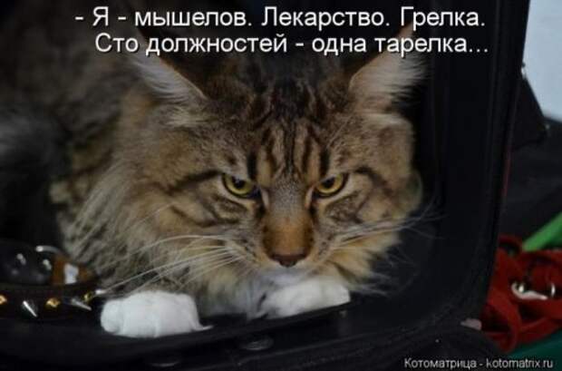Веселая котоматрица