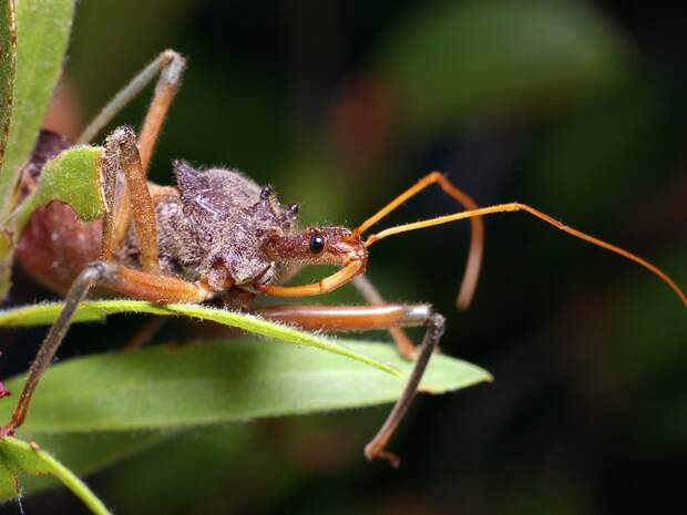 6-assassin-bugs-12000-deaths-a-year