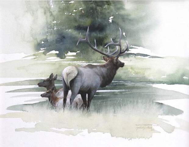 Morten-E.-Solberg.-ZHivotnyie-akvarelyu.-Crossing-The-Madison