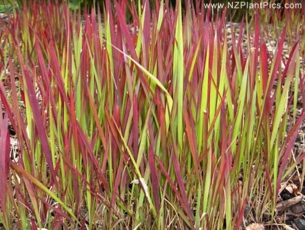 imperata_cylindrica_red_baron_small_02-500x500 (500x377, 164Kb)