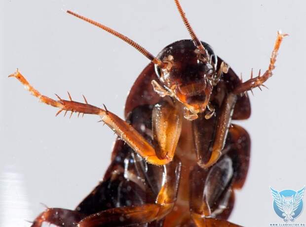 Удивительные факты о тараканах