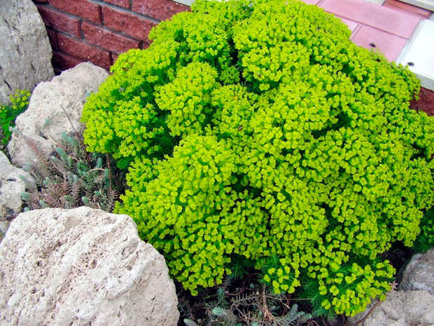 Многолетний садовый цветок Молочай (Euphorbia)