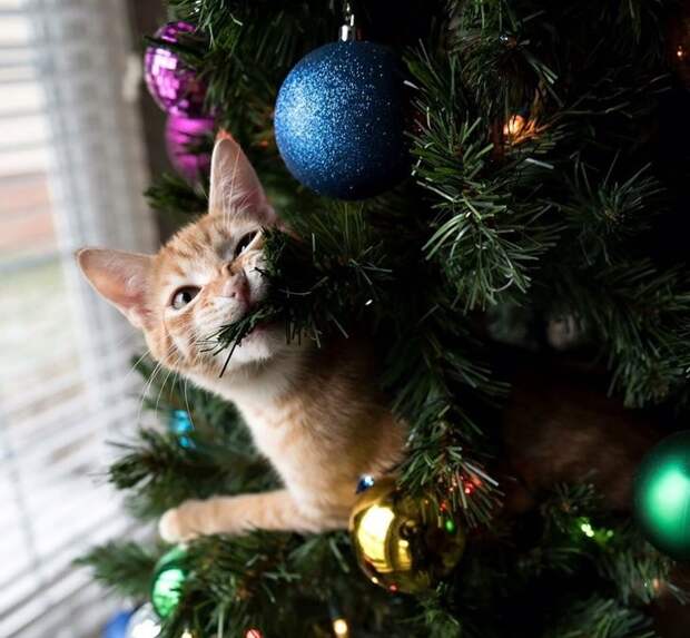 20+ правдивых фото, которые демонстрируют всю суть жизни с котом