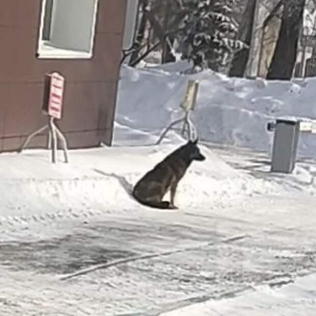 Собаку «Додо Пиццы» пытаются отловить для приюта.