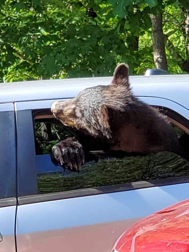 медведи хотели угнать машину медведи в машине