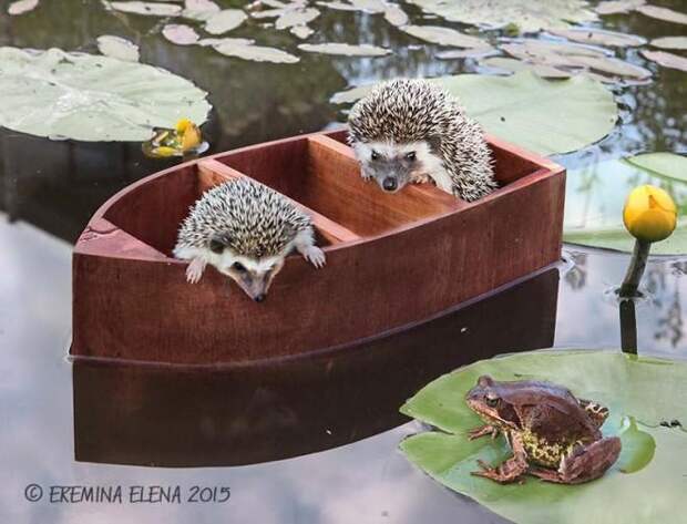 Тайная жизнь домашних ежиков Тайная жизнь домашних ежиков