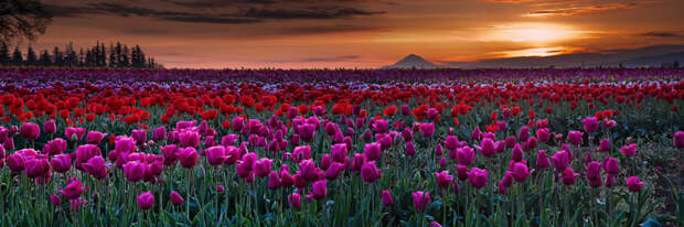tulips08 Самые яркие тюльпаны со всего света