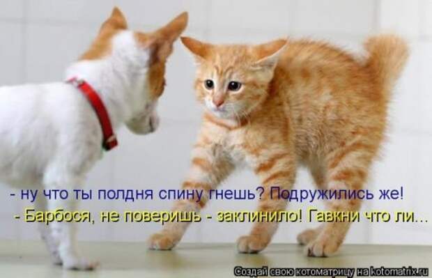 Лучшие котоматрицы недели (29 фото)