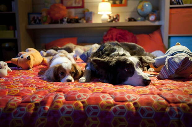 «Ёлки лохматые»: Крадущийся домушник, затаившийся Пират