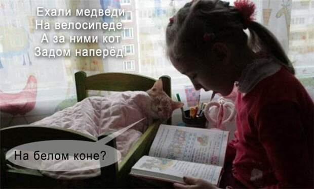 Котопост животные, коты, прикол, юмор