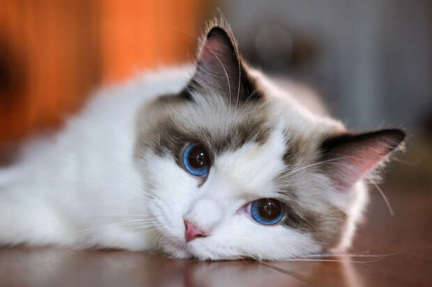 ПНИПУ: кошатники эмпатичнее собачников