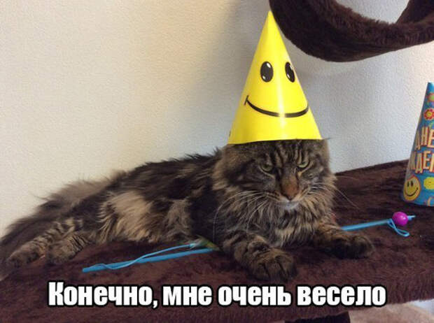 изображение: Конечно, мне очень весело (Когда твой хозяин идиот) #Котоматрицы