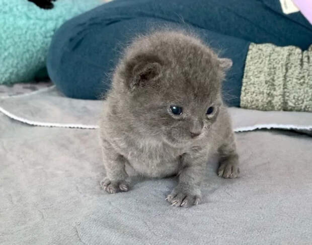 Без кота и жизнь не та