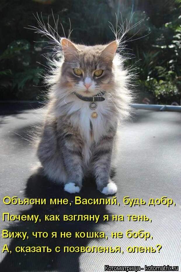 Свежая и прикольная котоматрица (32 фото)
