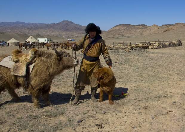 Gangsen13 Снежные львы: из Тибета в Казахстан