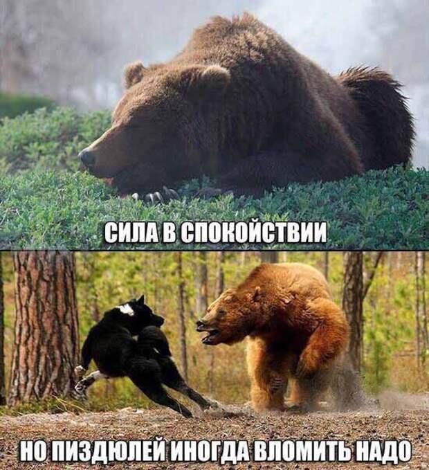 Смешные картинки с надписями прикол, юмор