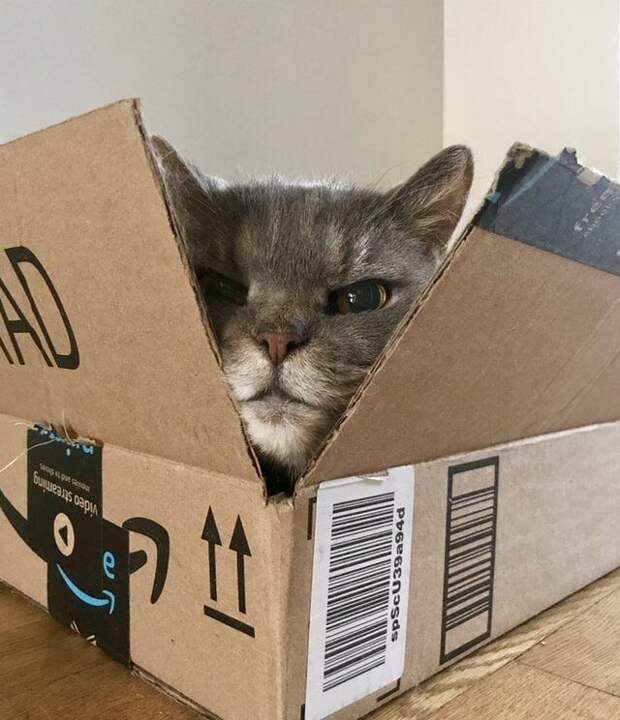 15 котиков, которые обожают коробки 15 котиков, которые обожают коробки