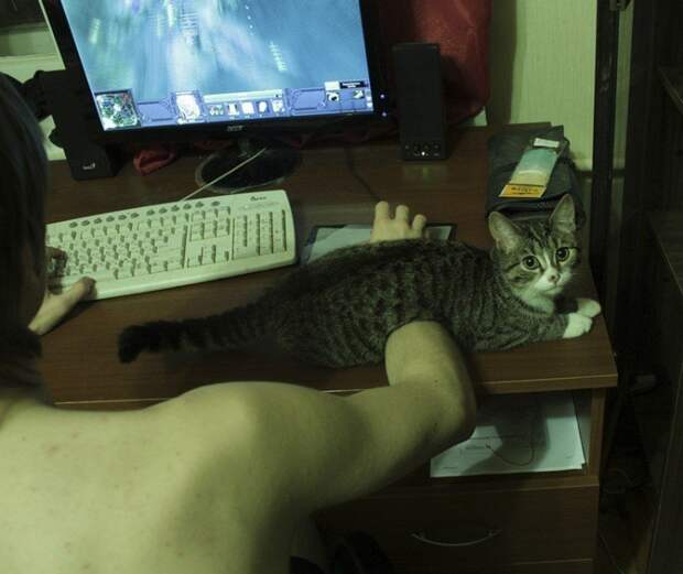 смешные кошки коты, кошки странные места поспать, коты неподходящие места прилечь, кошки выбирают место