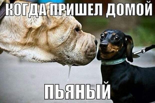 Прикольные картинки