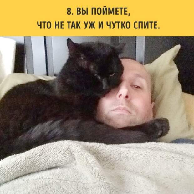 18 вещей, c которыми вы столкнетесь, когда заведете кошку коты, пушистики, факты