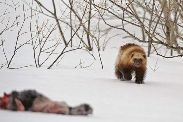 Дикая природа на снимках Сергея Горшкова животные, природа, фото
