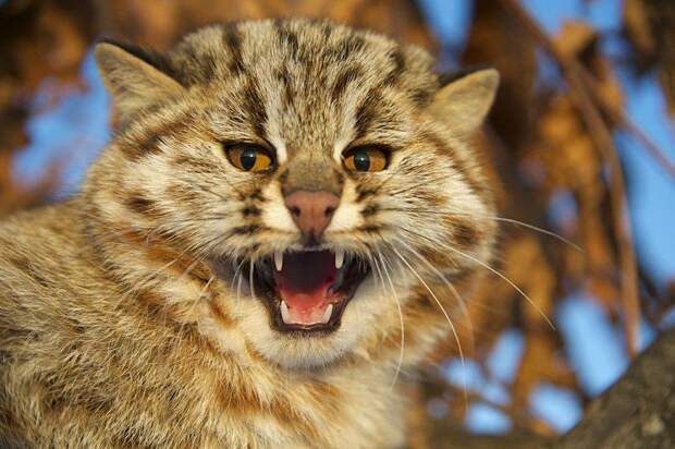 Амурский лесной кот