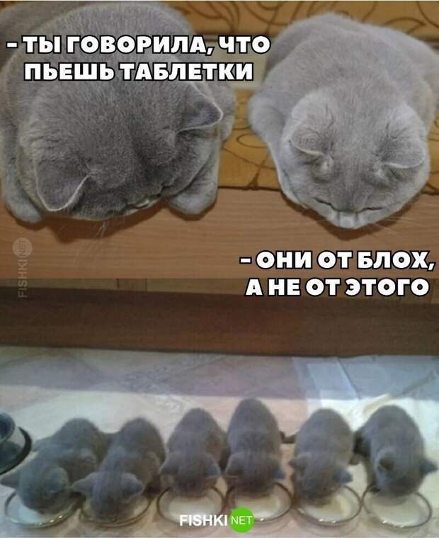 Очень важный, но смешной пост о контрацепции