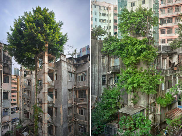 Деревья против бетона в Гонконге.