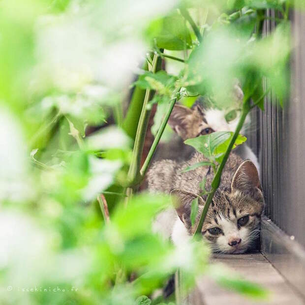 Бродяги кошки, фоторепортаж, япония