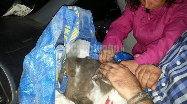 В Италии кот пролежал 33 дня под завалами после землетрясения животные, спасение