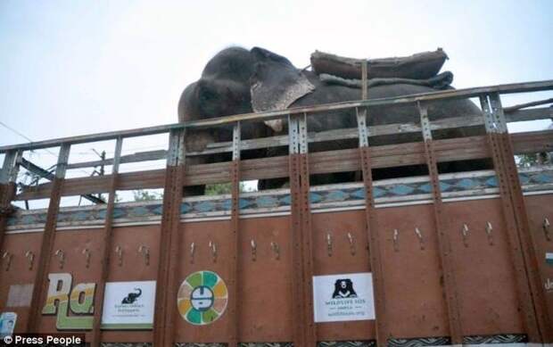 Radga06 Спасение слона, проведшего 50 лет в неволе, который плакал от счастья