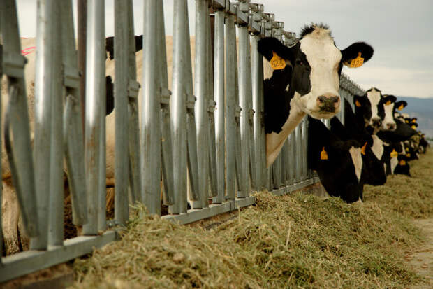 Турецкий фермер увеличил надои молока, подключив коров к&nbsp;виртуальной реальности