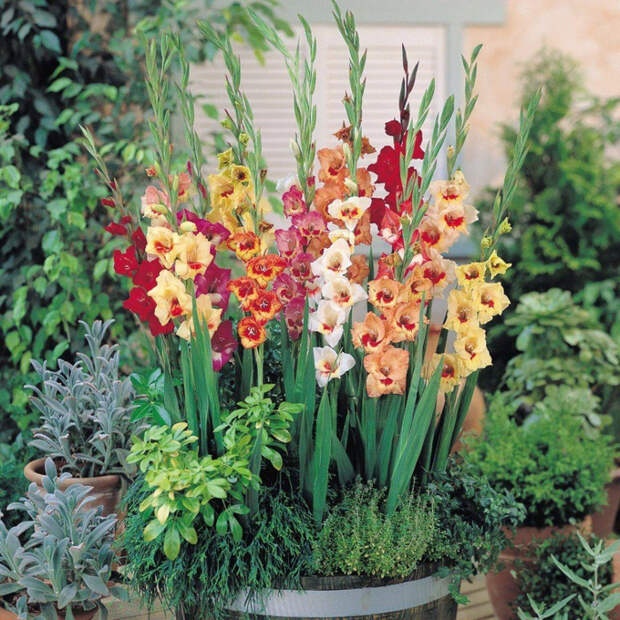 image (3) (700x700, 691Kb)
