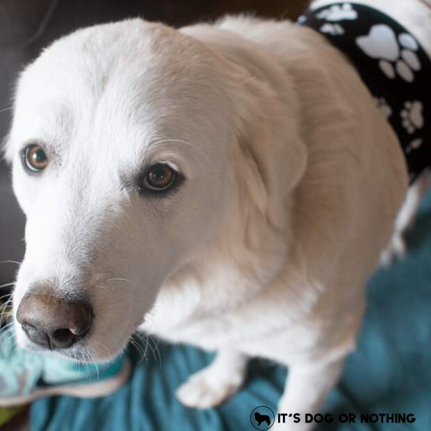 Stylish and functional, Fusion Belts offers a modern way to keep your things organized and your hands free. Free hands means you can walk more dogs!