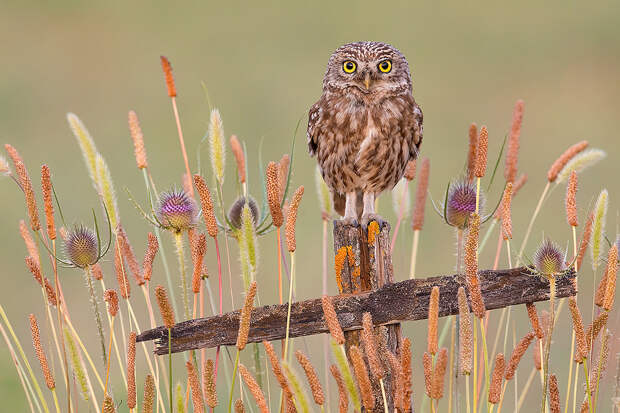 Little Owl - Civetta by Lorenzo Magnolfi on 500px.com