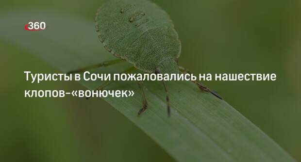 Sochi1: клопы-«вонючки» заполонили жилые дома и отели в Сочи