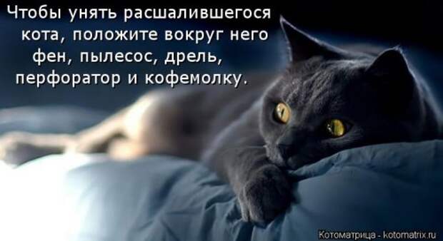Новые смешные котоматрицы (36 шт)