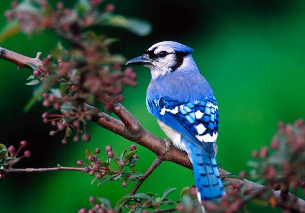 Голубая сойка красота, птицы, фауна
