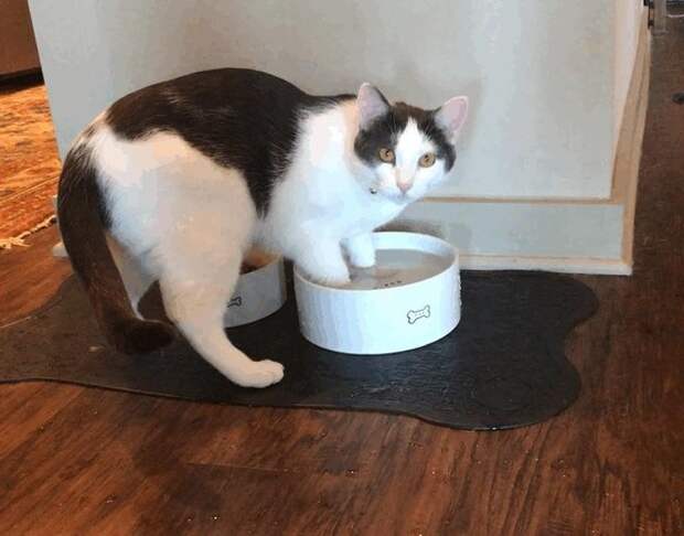 20+ правдивых фото, которые демонстрируют всю суть жизни с котом