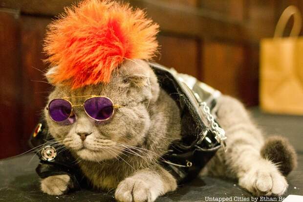12 Algonquin-Cat-Fashion-Show-Mayors-Alliance-for-NYCs-Animals-4-1.jpg 12 Algonquin-Cat-Fashion-Show-Mayors-Alliance-for-NYCs-Animals-4-1.jpg