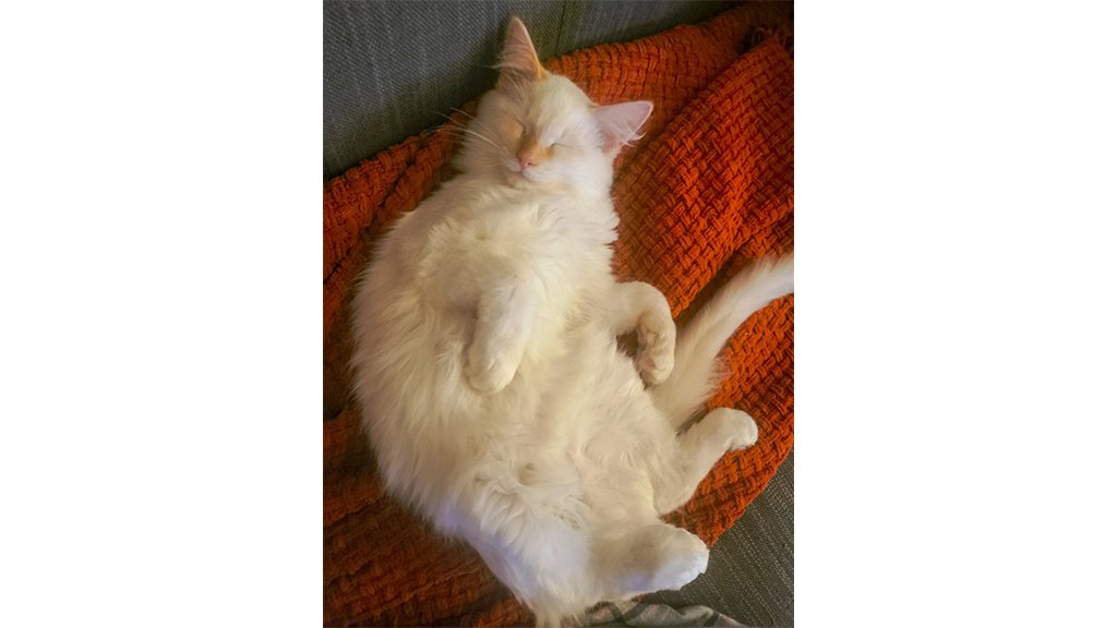 Кот